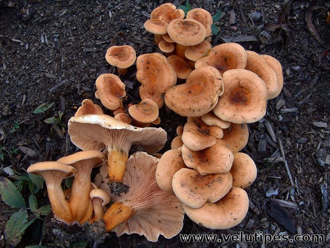 Hygrophoropsis aurantiaca 