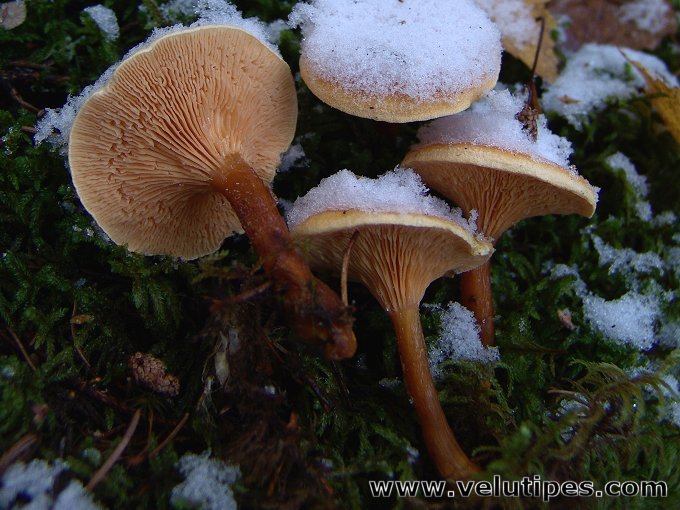  Hygrophoropsis aurantiaca 