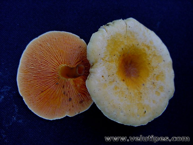  Hygrophoropsis aurantiaca 