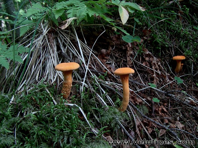  Hygrophoropsis aurantiaca 