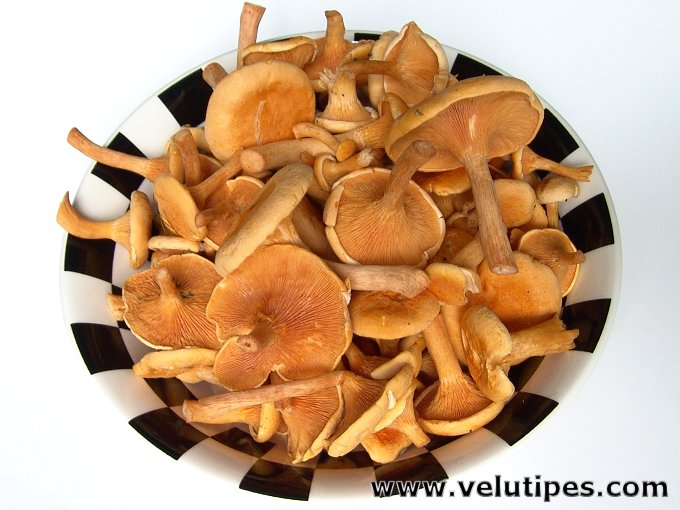  Hygrophoropsis aurantiaca 