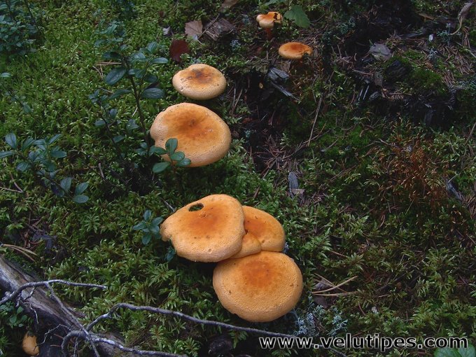  Hygrophoropsis aurantiaca 