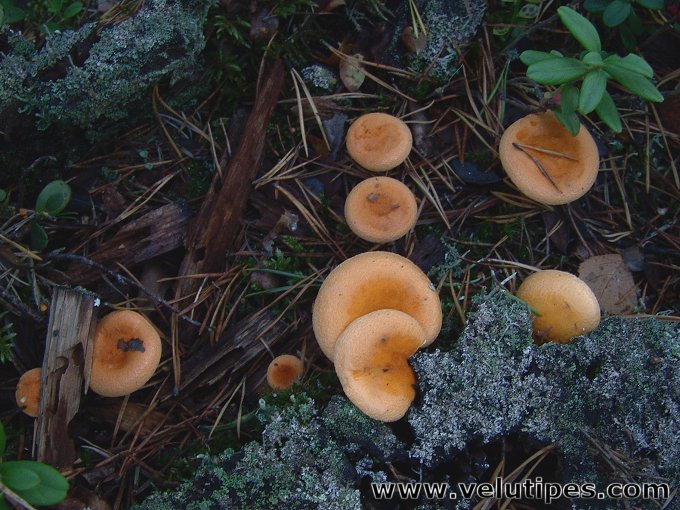  Hygrophoropsis aurantiaca 