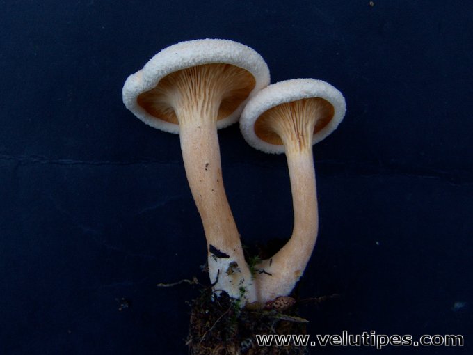  Hygrophoropsis aurantiaca 