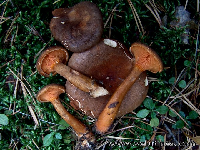 Hygrophoropsis rufa