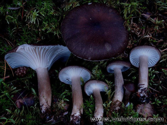 Hygrophorus camarophyllus