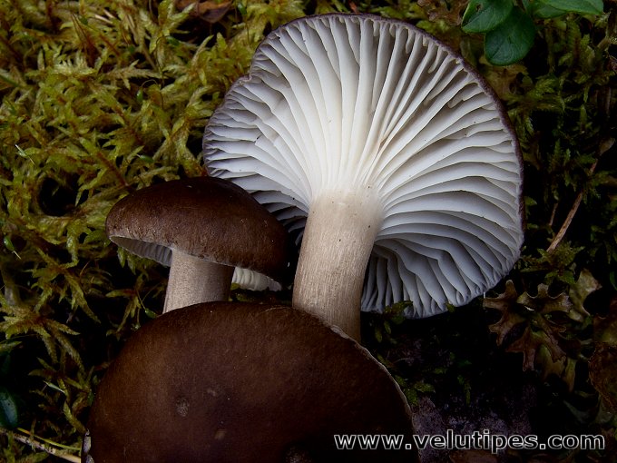 Hygrophorus camarophyllus