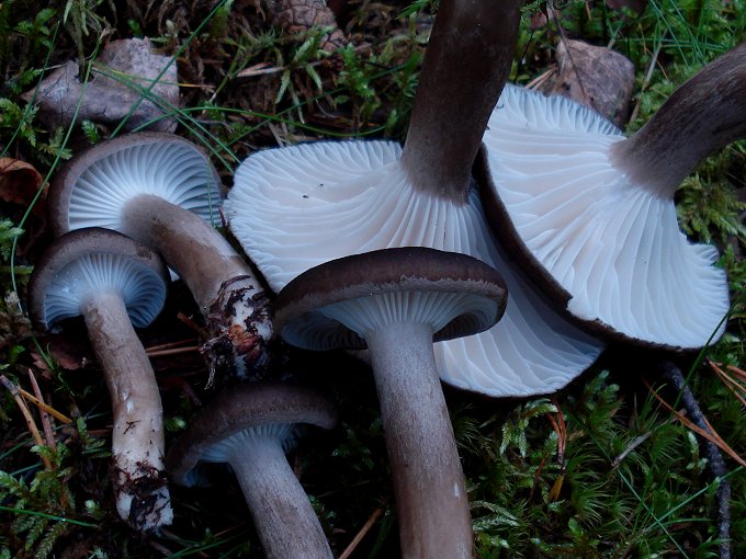 Hygrophorus camarophyllus