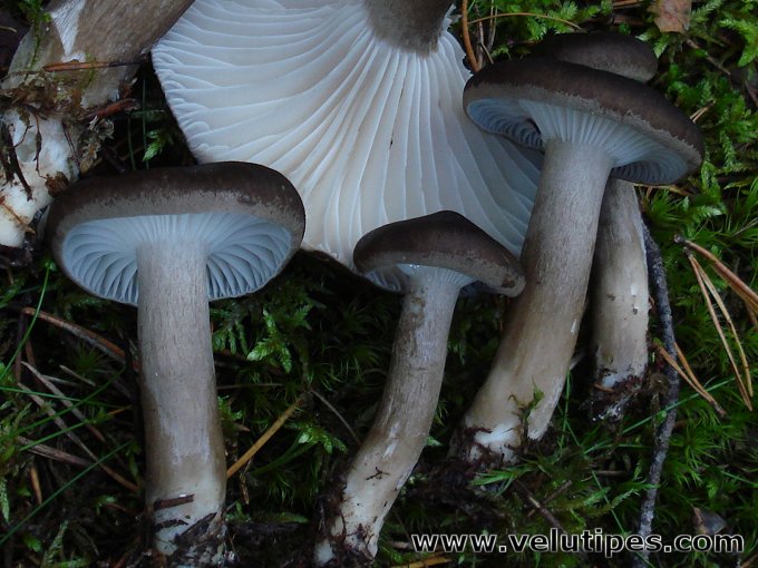 Hygrophorus camarophyllus