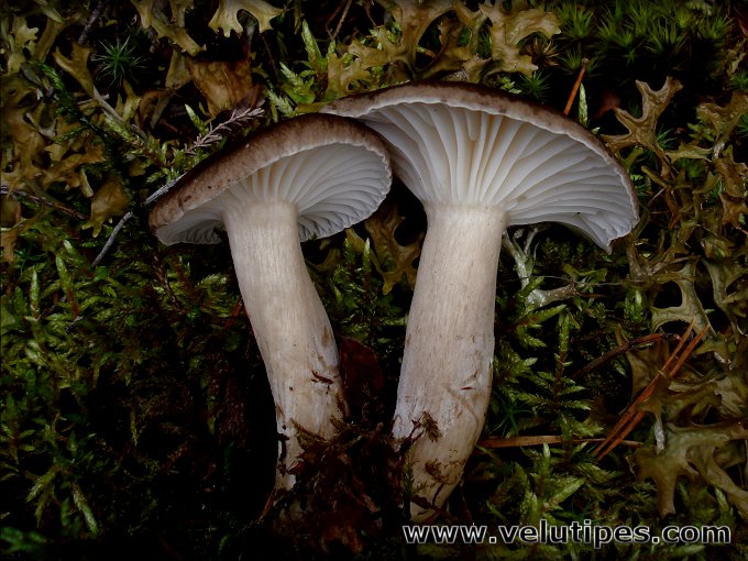 Hygrophorus camarophyllus