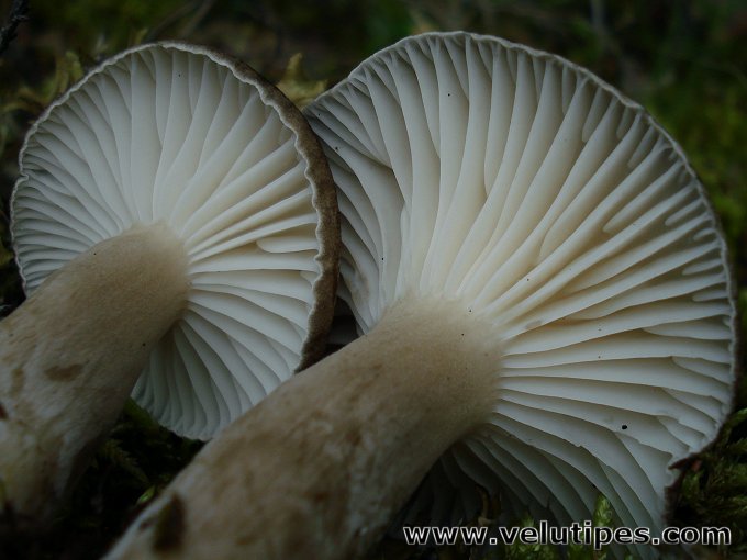 Hygrophorus camarophyllus