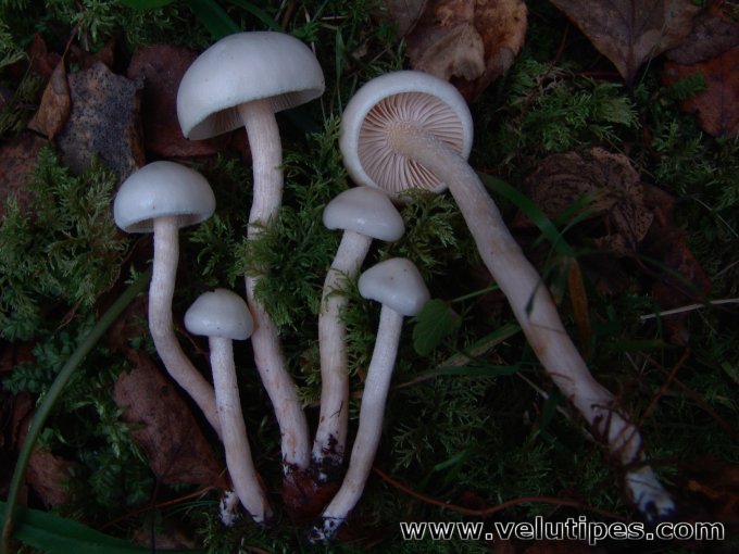 Hygrophorus hedrychii