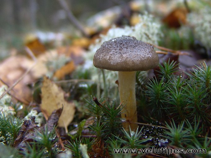  Hygrophorus hypothejus 