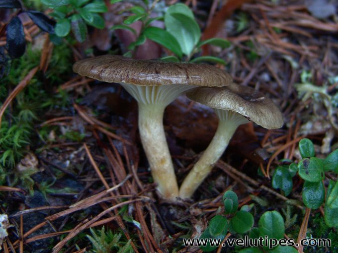  Hygrophorus hypothejus 