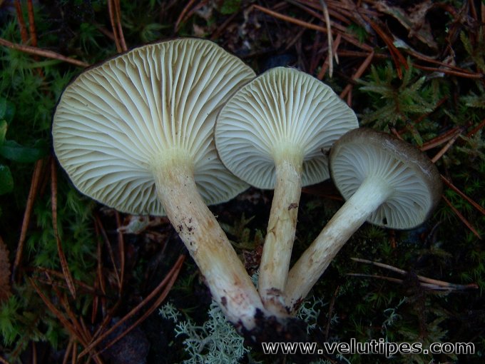  Hygrophorus hypothejus 