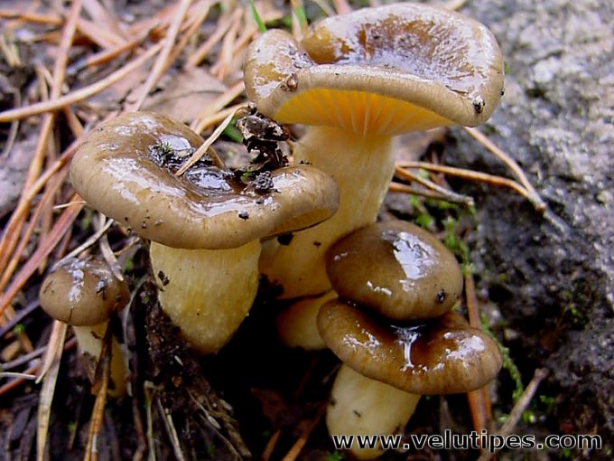  Hygrophorus hypothejus 