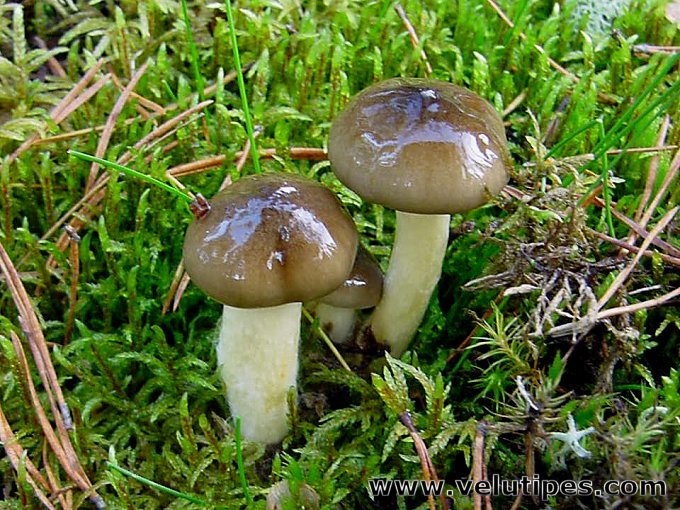  Hygrophorus hypothejus 