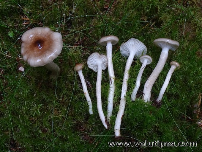  Hygrophorus olivaceoalbus 