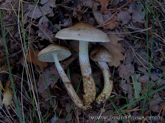 Hygrophorus persoonii