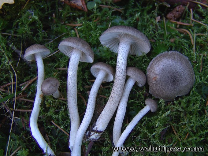 Hygrophorus pustulatus