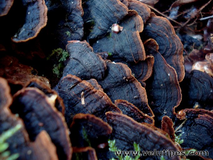 Hymenochaete rubiginosa