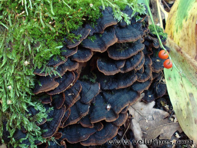 Hymenochaete rubiginosa