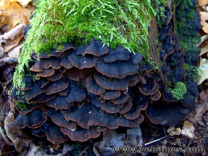 Hymenochaete rubiginosa