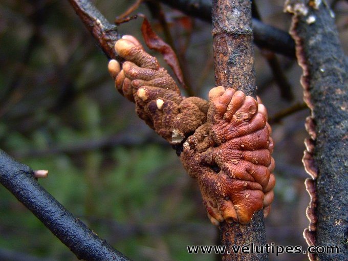 Hypocreopsis lichenoides