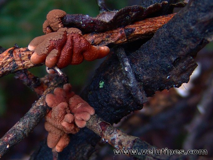 Hypocreopsis lichenoides