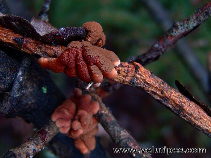 Hypocreopsis lichenoides