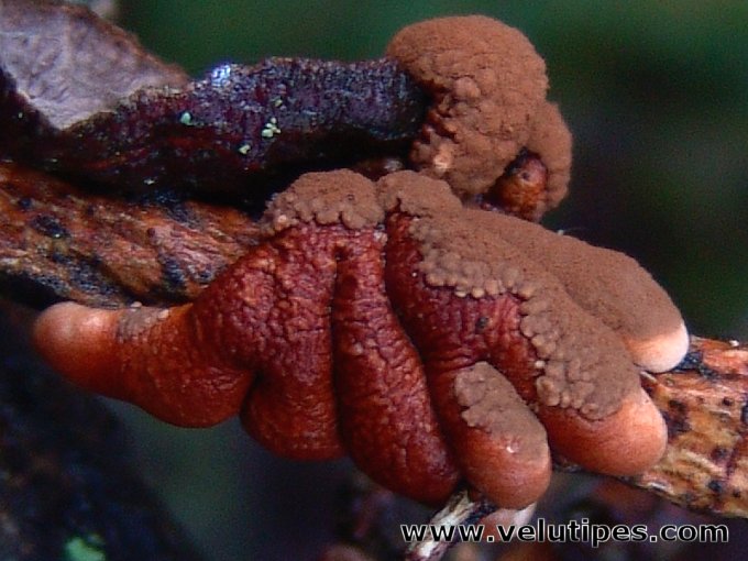 Hypocreopsis lichenoides