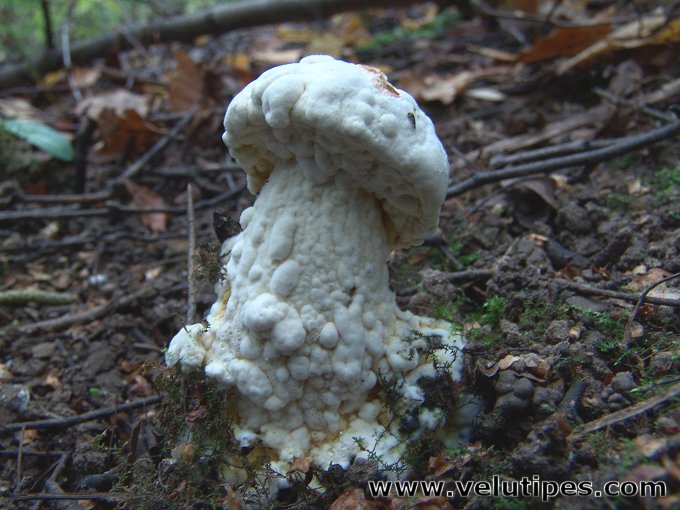 Hypomyces chrysospermus