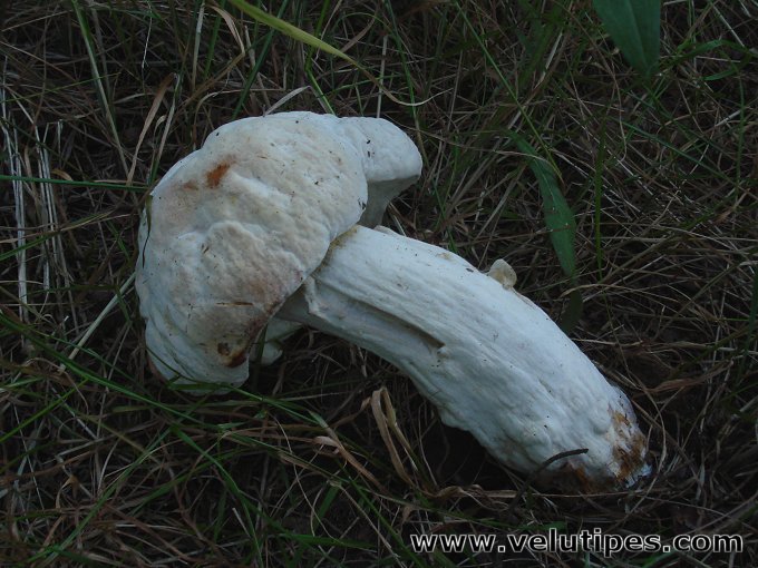 Hypomyces chrysospermus