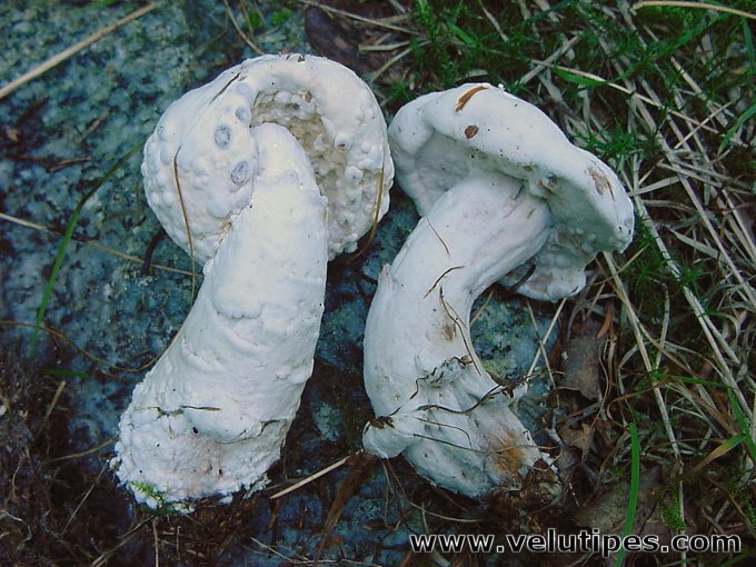 Hypomyces chrysospermus