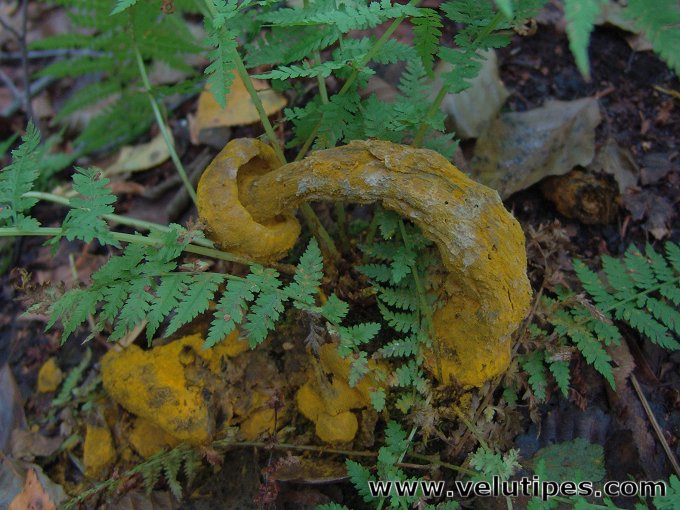 Hypomyces chrysospermus