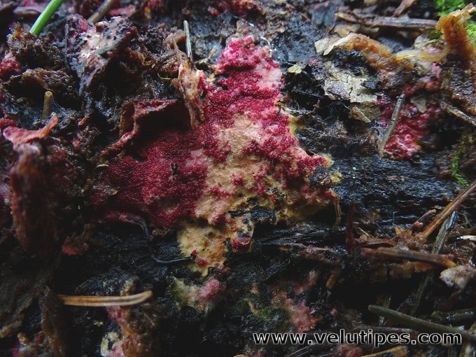 Hypomyces rosellus