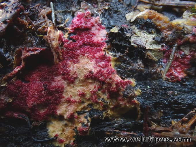 Hypomyces rosellus