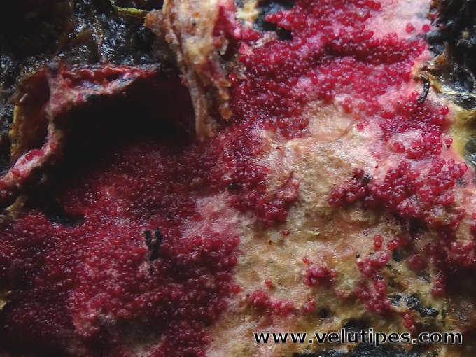 Hypomyces rosellus