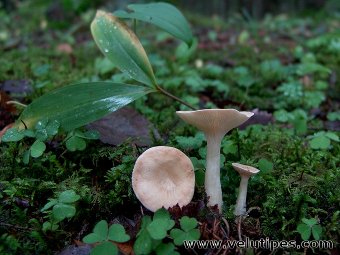 Infundibulicybe gibba, suppilomalikka Natural Fungi in Finland