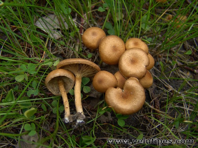 Inocybe dulcamara