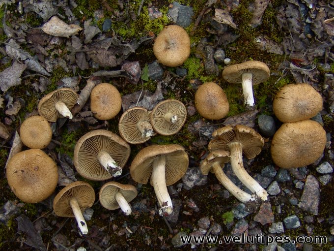 Inocybe dulcamara