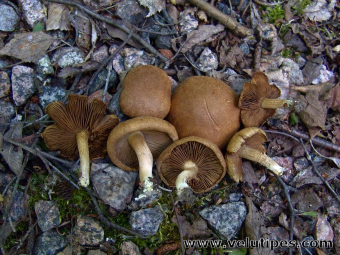Inocybe dulcamara