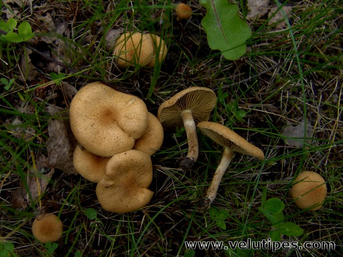Inocybe dulcamara