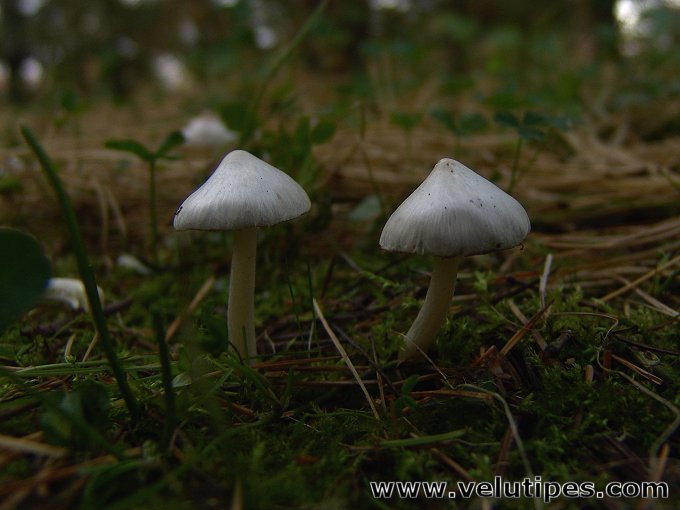  Inocybe geophylla 