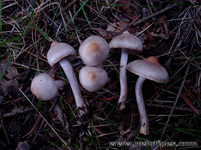 Inocybe lilacina