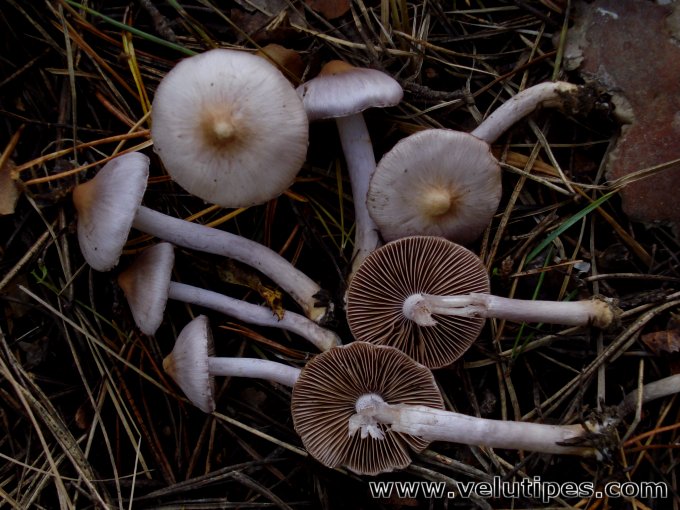 Inocybe lilacina