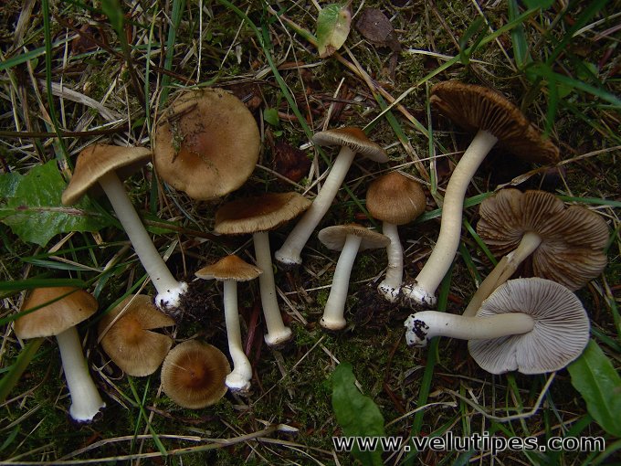 Inocybe mixtilis