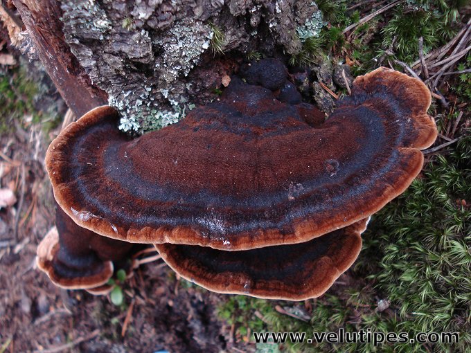 Ischnoderma benzoinum