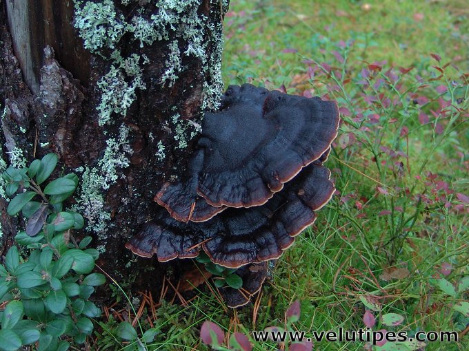 Ischnoderma benzoinum