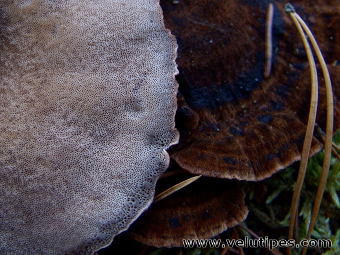 Ischnoderma benzoinum